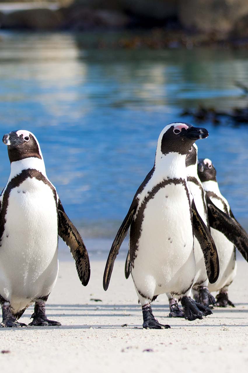 Betty's Bay - Penguins