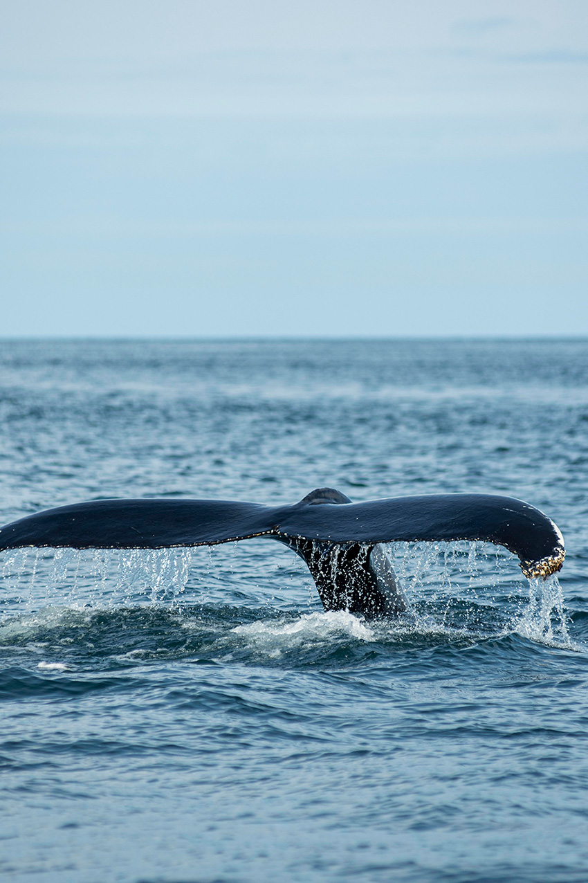 Hermanus - Whales