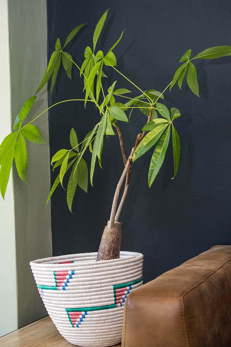 Indoor Plants