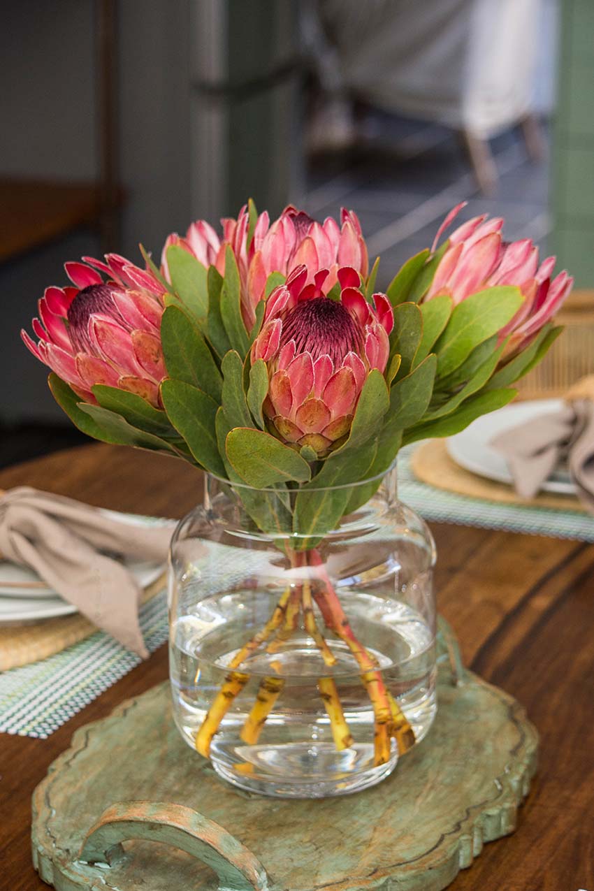 Proteas